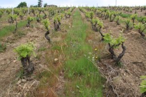 Read more about the article Le vin Biodynamique