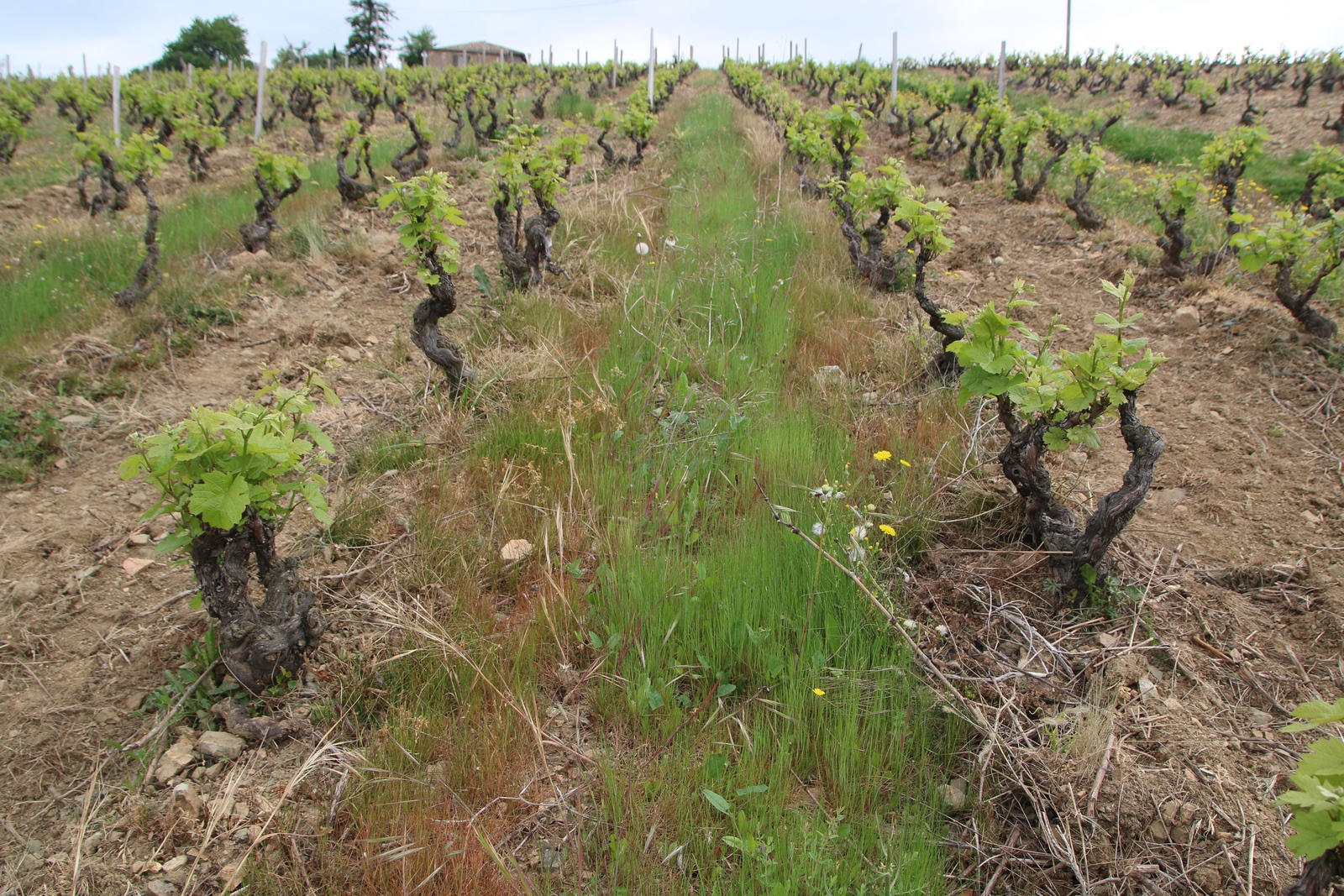 You are currently viewing Le vin Biodynamique