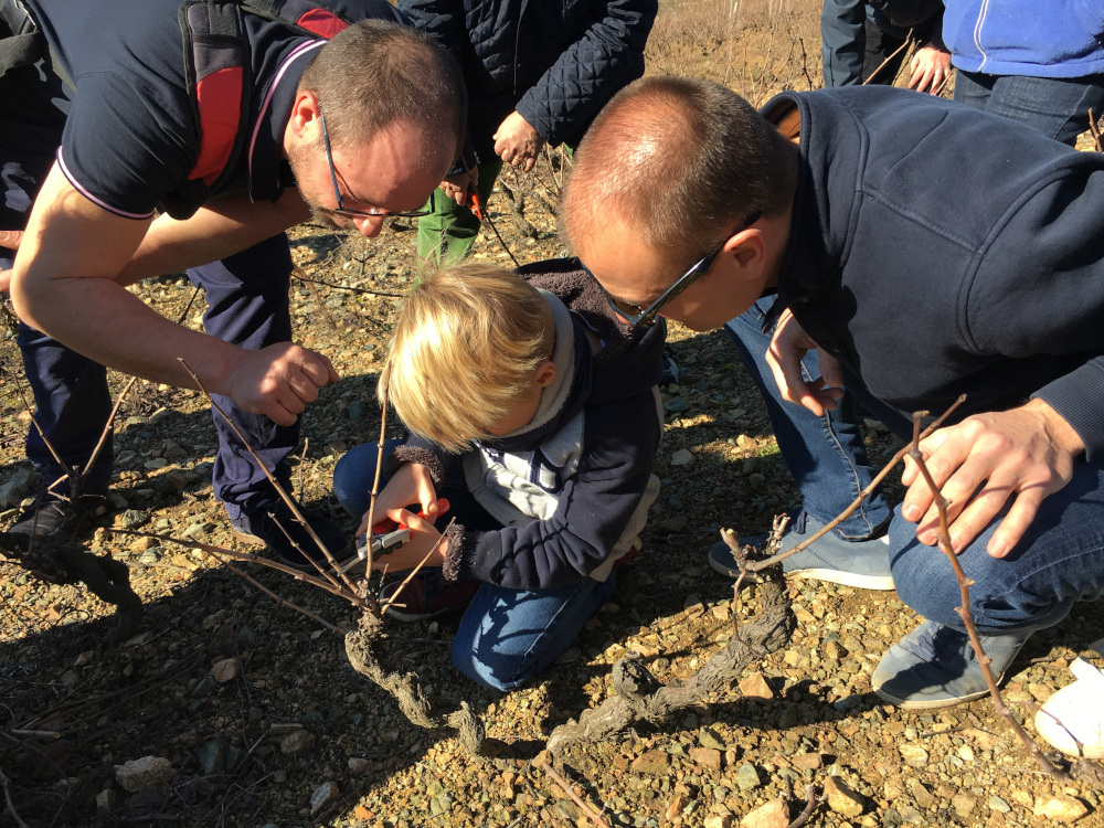 Taille de vignes en hiver